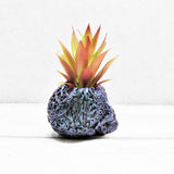 Skull Plant pot, Skull Planter