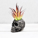 Skull Plant pot, Skull Planter