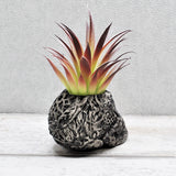 Skull Plant pot, Skull Planter