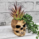 Skull Planter, Gothic Plant Pot, Wall Hanging Skull