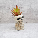 Natural Skull Plant pot, Skull Planter