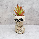 Natural Skull Plant pot, Skull Planter