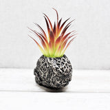 Skull Plant pot, Skull Planter