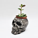 Small Plant pot, Skull Planter