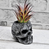 Skull Planter, Gothic Plant Pot, Wall Hanging Skull