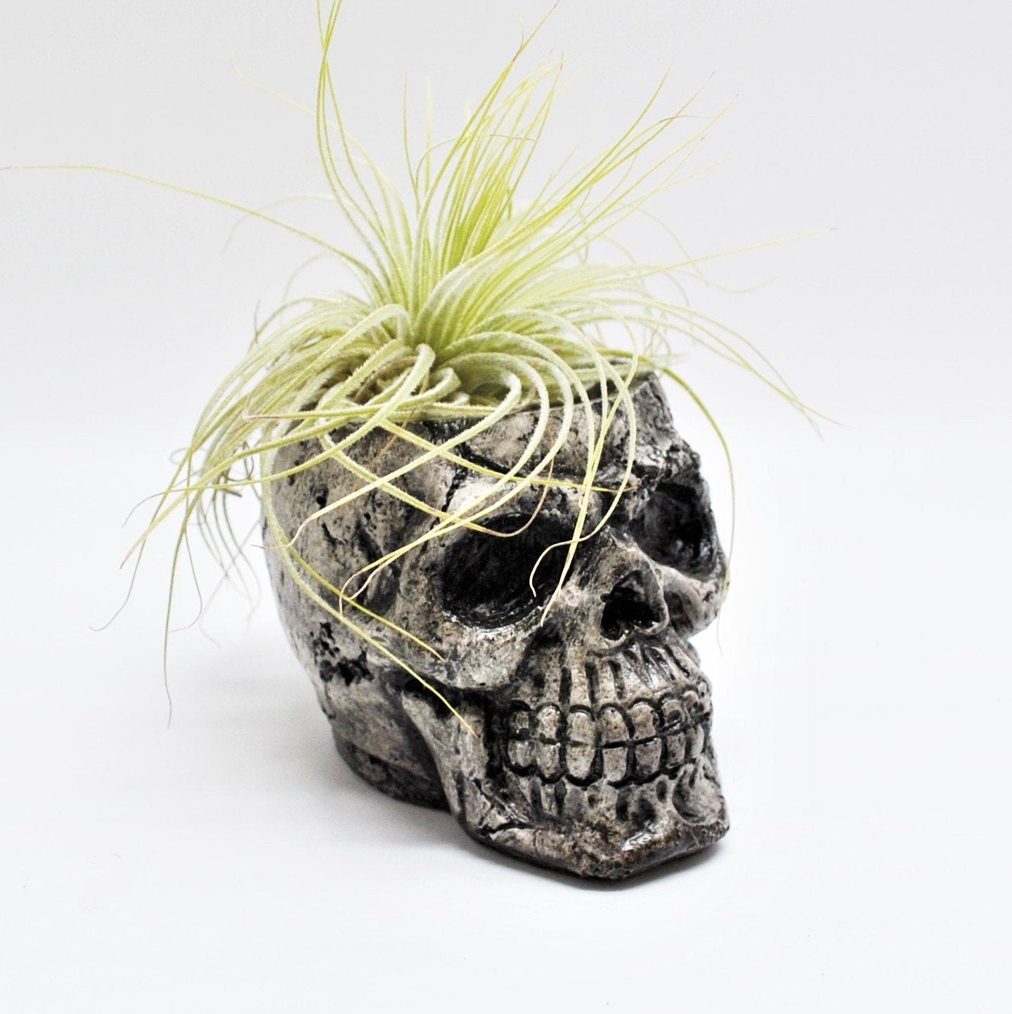 skull air plant holder Small Plant pot, Skull Planter – JJB Castings